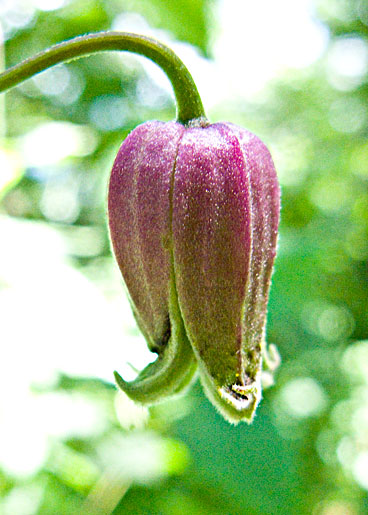 the flower